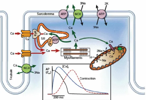 Figure 12. Schematic diagram of the major cellular components involved in  contraction of the myocyte.[16] 