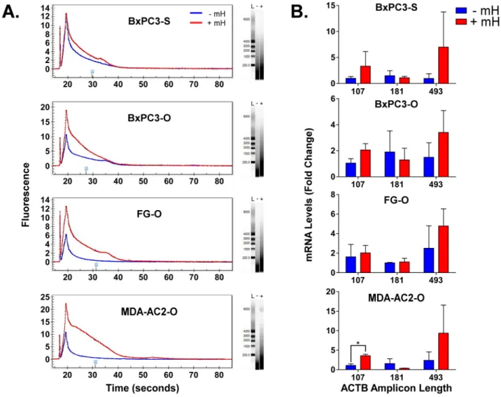 Figure 2:  A. Overlay of representative Experion-generated electropherograms and gels for total extracted FFPE RNA from either the -mH  or +mH RNA extraction methods