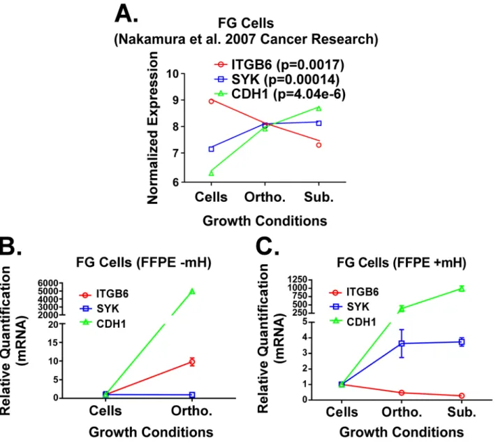 Figure 3:  A. Previously published expression patterns for ITGB6, SYK and CDH1 genes (Nakamura et al.) in FG cells grown under 2D 