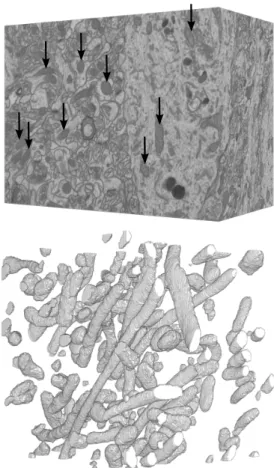Fig. 1. A nearly isotropic stack of neural tissue acquired from the CA1 hippocampus using EM microscopy