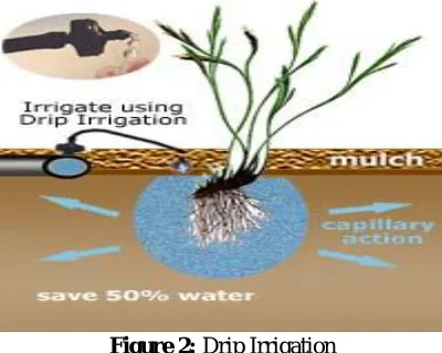 Figure 3: Typical Drip Irrigation 