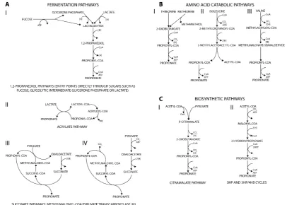Figure 1. Metabolic pathways allowing the synthesis of propionate.(I-propanediol pathways, II-acrylate pathway, III-Wood-Werkman cycle, IV-sodium-pumping); A: Fermentation pathwaysB: Amino acid catabolic pathways (I-threonine and methionine catabolism, II-isoleucine catabolism,III-valine catabolism); C: Biosynthetic pathways (I-citramalate pathway, II-3-hydroxypropanoate and3-hydroxypropanoate/4-hydroxybutanoate pathways).