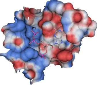Figure 3.4: Binding site and ligand conformation of the crystallographic 1afk protein- protein-ligand complex