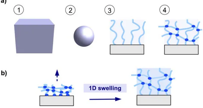 Figure 1. (a) Schematic representation of hydrogel formats (1) 3D bulk gel, (2) microgel particle, (3) brush layer, and (4) surface-attached polymer network