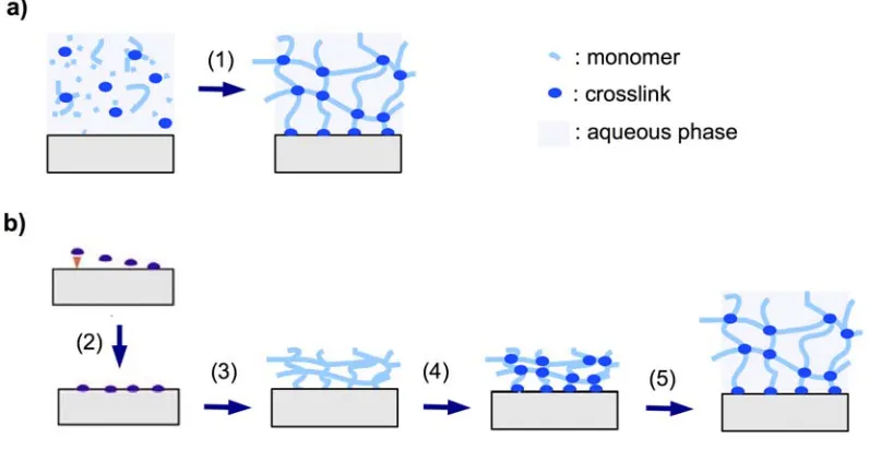 Figure 2. Schematic representation of (a) in situ crosslinking polymerization (1) and surface attachment of the hydrogel in the swollen state, and (b) post-synthetic crosslinking by first immobilizing an adhesion-promoting molecule (2), followed by deposit