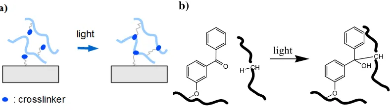 Figure 3. (units per crosslink point and potentially a sensitizer molecule. (a) Schematic representation of a dimerization process requiring two reactive b) Example of a [2+2] photo-cyclodimerization reaction with two dimethymaleimide moieties