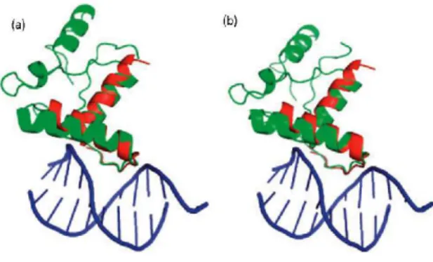 Fig. 2.3: (a) Structural comparison between APO target protein 1mjkA (green) and template protein 1ea4A(red) 