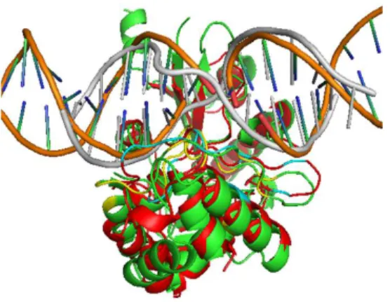 Fig. 3.3: Comparison of predicted (red) and native structures (green) of target 1yfjD (DAM).