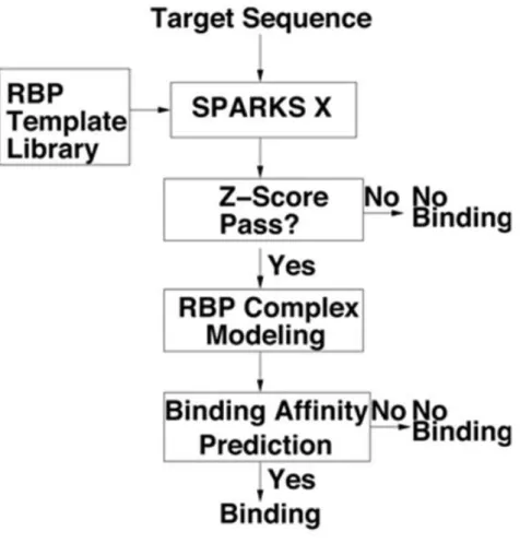Fig. 5.1: The flow diagram of the sequence-based function prediction of RBP.