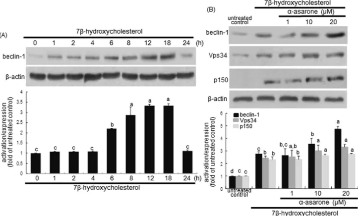Figure 4: Western blot analysis showing temporal responses of bcl-2 phosphorylation to 7β-hydroxycholesterol A., 