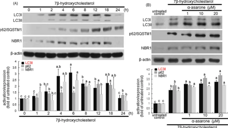 Figure  5:  Time  course  responses  of  induction  of  LC3,  p62/SQSTM1  and  NBR1  to  7β-hydroxycholesterol A