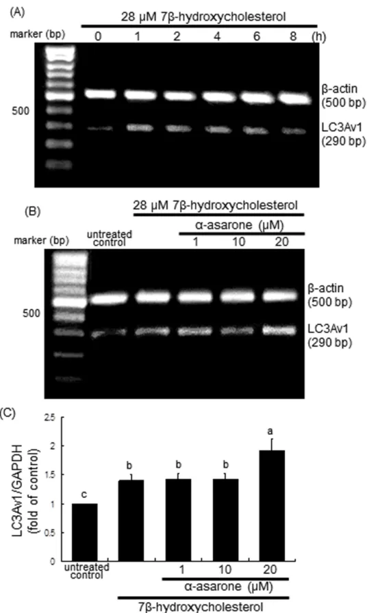 Figure  6:  RT-PCR  A.  and  B.,  and  real-time  PCR  C.  data  showing  the  time  course  response  of  LC3Av1  transcription  to  7β-hydroxycholesterol A