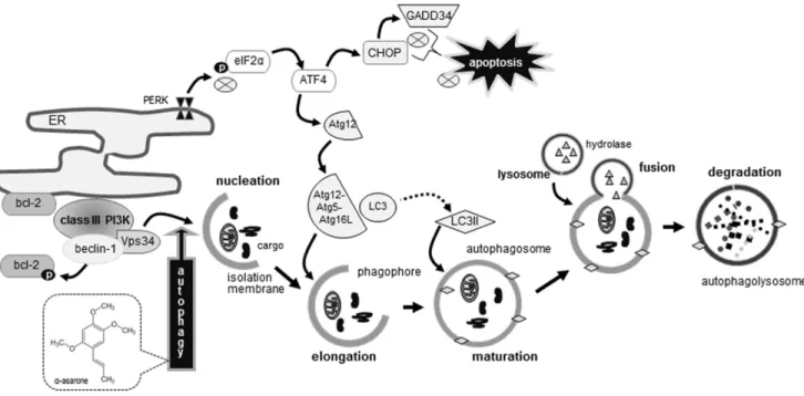 Figure 9: Schematic diagram showing the inhibitory effects of α-asarone on oxysterol-induced macrophage apoptosis