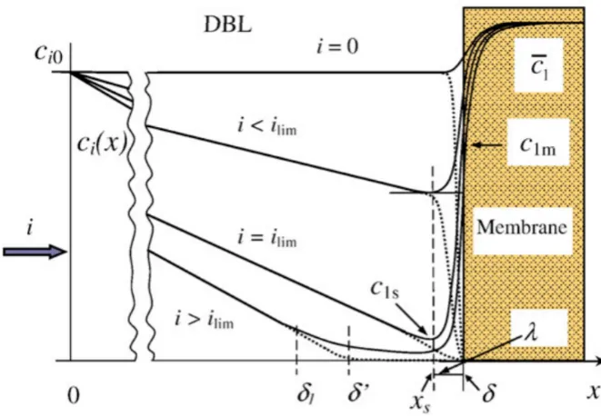 Figure 5: Scheme of an ED cell boundary layer near a AEM in the diﬀerent regimes. 0 < x ≤ δ1is the electro neutral layer, δ1 < x ≤ δ shows the space charge region
