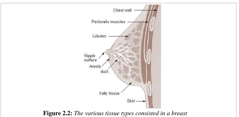 Figure 2.2: The various tissue types consisted in a breast