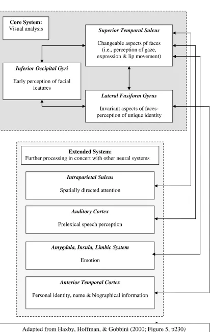 Figure 1.1 A model of the distributed human neural system for face perception 