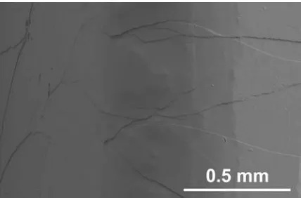 Figure 6.LN SEM image in secondary electrons of the lateral surface of  the Zr64.13Ni10.12Cu15.75Al10 glassy alloy sample after mechanical test at boiling  2 temperature
