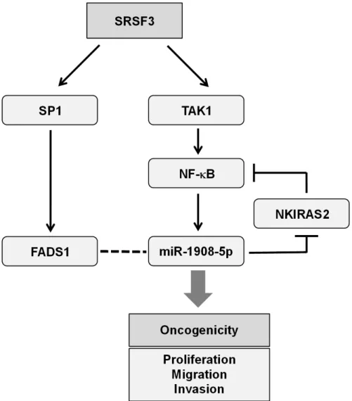 Figure 8: Proposed model for the role of miR-1908-5p in the oncogenic function of SRSF3.