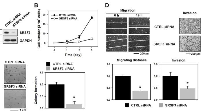Figure 1: SRSF3 contributes to the malignant properties of U2OS cells.  A. U2OS cells were transfected with control (CTRL)  or SRSF3-specific siRNA