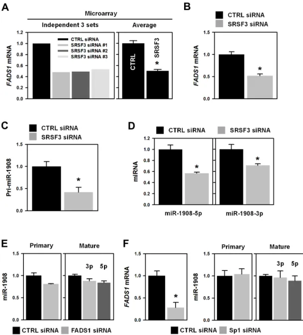 Figure 2: Knockdown of SRSF3 decreased the expression of miR-1908 and its host gene, FADS1