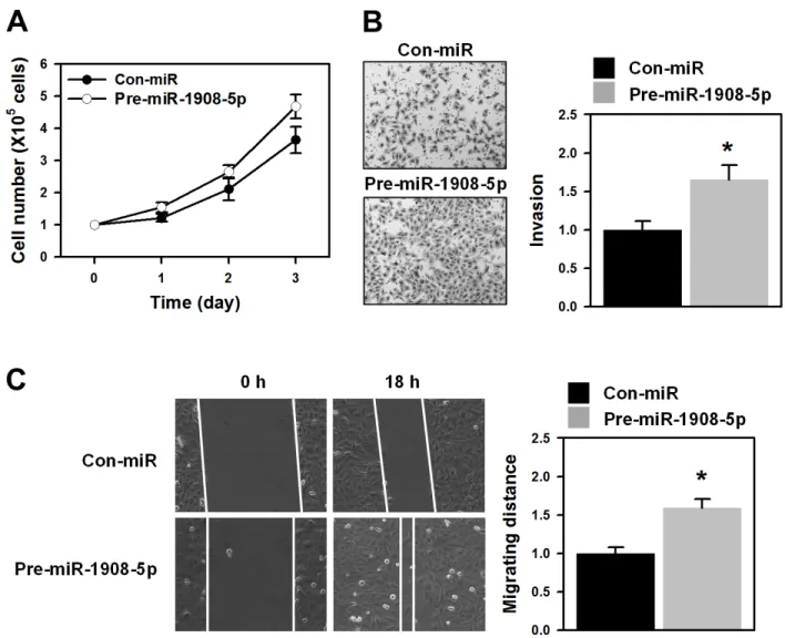Figure 3: miR-1908-5p increased proliferation and metastatic potential.  A. U2OS cells were transfected with control (Con-miR)  or pre-miR-1908-5p for 24 h and then resuspended into 12-well plates