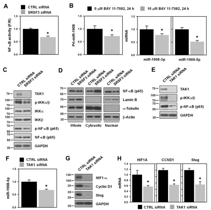 Figure 4: NF-κB is involved in SRSF3-regulated miR-1908 expression.  A. U2OS cells were transfected with control (CTRL)  or  SRSF3-specific  siRNA