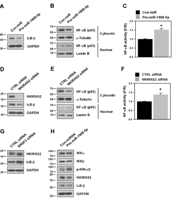 Figure 6: Downregulation of NKIRAS2 by miR-1908-5p is implicated in the oncogenic functions of SRSF3