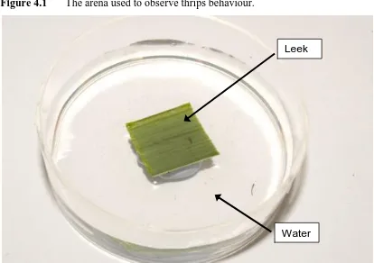 Figure 4.1 The arena used to observe thrips behaviour.  