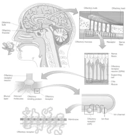 Figure   1.1:   Anatomy   of   a   Human   Olfactory   System   