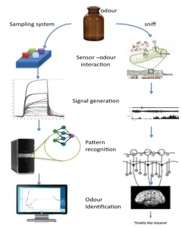 Figure   1.2:   (a)   Electronic   Nose   versus   (b)   Human   Olfactory   System   