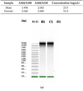 Table 1. Representative absorbance ratios and concentration from genomic DNA extracted from maleand female T