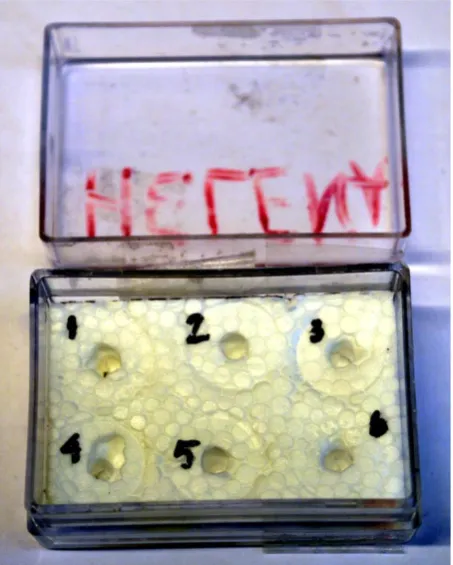 Figure 1. Container (3.5 × 5 cm) with lid, prepared with Styrofoam and holes for the scanning electron microscope (SEM) specimen stubs