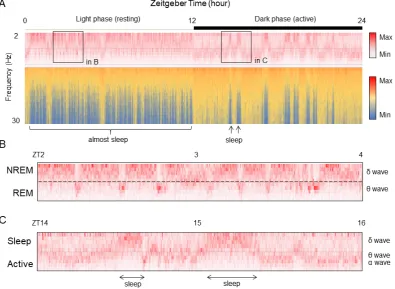 Figure 13.Frequency component data of EEG is visualized by Excel. ((Figure 13. A) Time course data of the EEG frequency for 24 hours