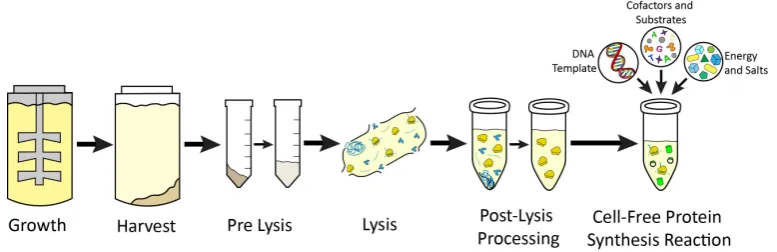 Figure 6. General workflow for preparation of cell-free extract and set up of CFPS reactions