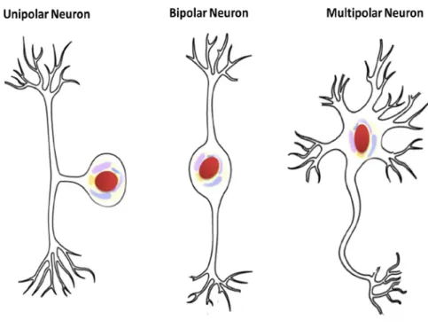 Figure 1.2 Schematic for structures of three different classes of neurons based on their polarity: unipolar, bipolar  and multipolar