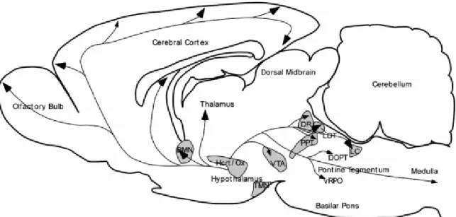 Figure 1.3 Schematic illustration of a sagittal section displaying the main parts of the rat brain
