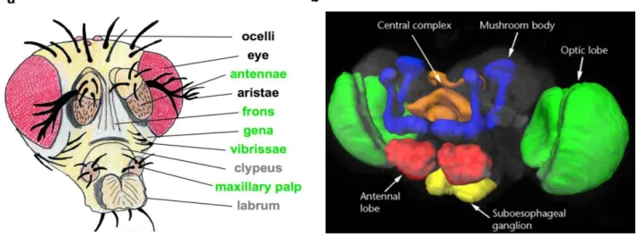 Figure 1.5 depicts a view from the structure of the adult head of Drosophila melanogaster (a)  and also a colored schematic of the fly brain showing the main regions and related structures  (b)