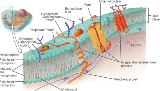 Figure 2.1 Schematic representation  of the cell plasma membrane illustrating different chemical constituents  containing lipids as the main structure of the membrane