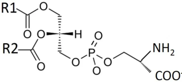 Figure 2.6 General structural formulation of phosphatidylserines presenting attachment of two fatty acids to the  first and second carbon of glycerol backbone and serine which is attached through a phosphate group linkage to  the third carbon of the glycer