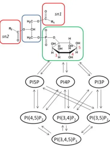 Figure 2.7 The structural formula, arrangement and also the production  of phosphatidylinositol