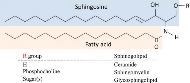 Figure 2.9 Structural representation of sphingolipids: contains a sphingosine, a long chain aliphatic amino  alcohol, long chain fatty acid and different head groups (as R) yielding major classes of sphingolipids.