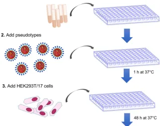 Figure 1.Figure 1. Schematic representation of the pseudotype neutralization assay. Schematic representation of the pseudotype neutralization assay. 