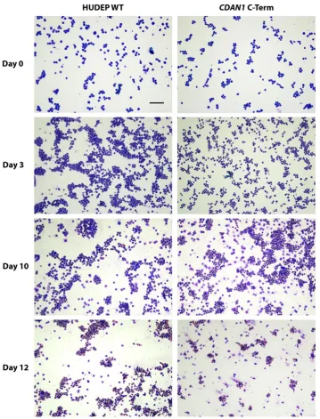 Figure 5.Figure 5. Differentiating HUDEP-2 erythroblasts stained using a modified Wright’s method