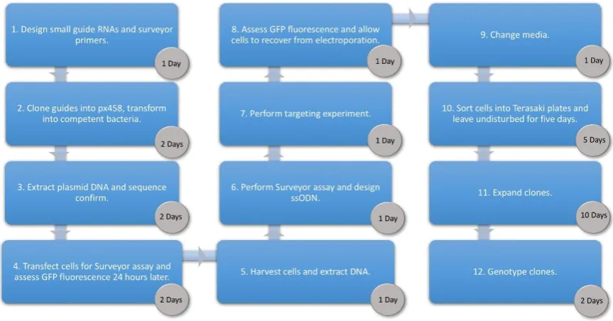 Figure 1. Workflow showing each phase of the Human Umbilical Derived Erythroid Precursor 2 (HUDEP-2) targeting protocol and the time required to complete each step