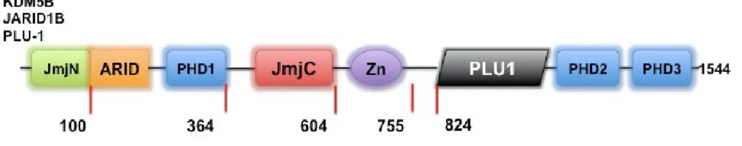 Figure 1: The structure of KDM5B.  JmjN: N-terminal Jumonji domain; ARID: AT-rich interactive DNA-binding domain; JmjC:  Jumonji C-domain; Zn: C5HC2-type zinc finger domain; PHD: Plant homeodomain finger domains.
