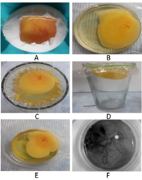 Figure 1.Representative images of chorioallantoic membrane (CAM) variants. (windowing method on day of incubation; (Figure 1