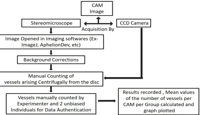 Figure 2. Method overview of the cup–CAM method. After three days from fertilization, incubated chicken eggs were obtained and whole egg content transferred to plastic cups for further incubation
