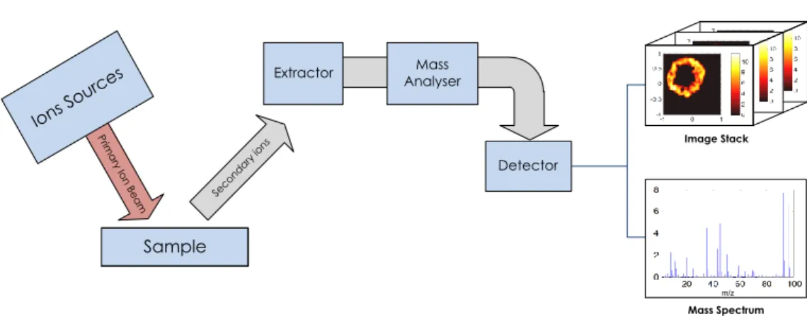 Figure 1.1 The basic structure of a secondary ions mass spectrometry. The sample is mass analysed  using  secondary  ions  mass  spectrometer,  static  SIMS  spectra  from  the  surface  of  samples  can  be  obtained by the end of the spectrometer process