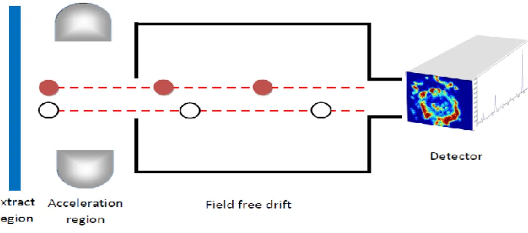 Figure 2.1 ToF-SIMS working procedure schematic diagram. Two secondary ions are accelerated to fly  via the field free drift to reach the detector
