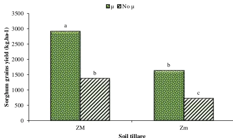 Fig. 4: Sorghum roots biomass in two layers of soil 